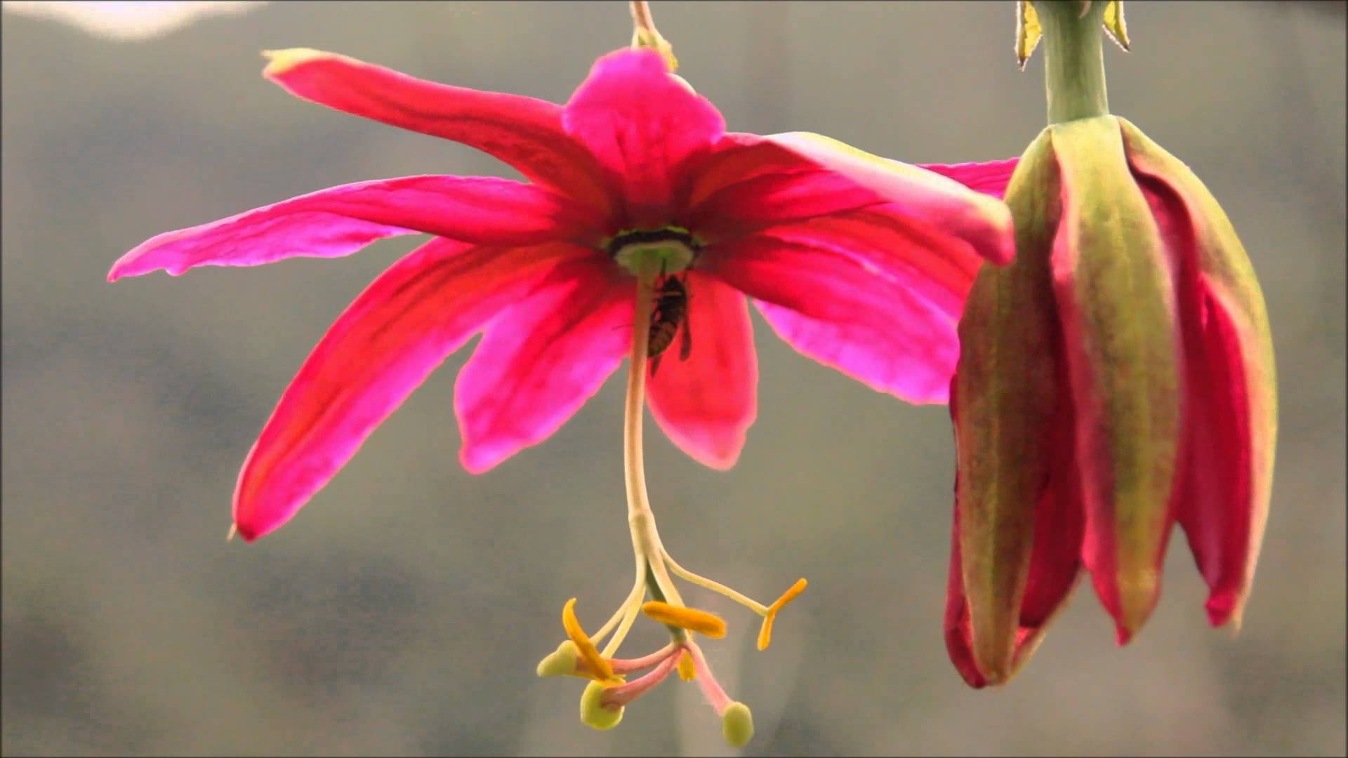 پاسیفلورا آنتیوکوئینسیس - معرفی درختان میوه